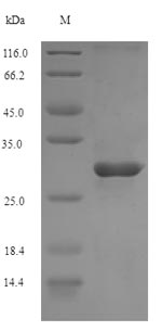 Greater than 90% as determined by SDS-PAGE.