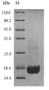 Greater than 90% as determined by SDS-PAGE.