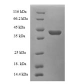 Greater than 90% as determined by SDS-PAGE.