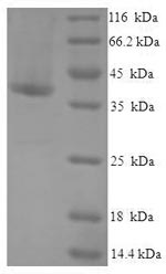 Greater than 90% as determined by SDS-PAGE.