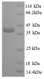 Greater than 90% as determined by SDS-PAGE.Recombinant Human Cyclic Amp-Responsive Element-Binding Protein 1 (CREB1) Protein (His)