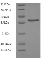 Greater than 90% as determined by SDS-PAGE.