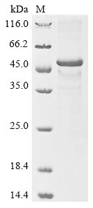 Greater than 85% as determined by SDS-PAGE.Recombinant Human Cytokine Receptor-Like Factor 1 (CRLF1) Protein (His&Myc)