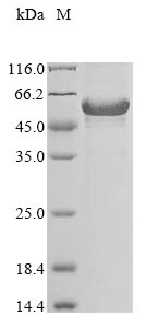 Greater than 90% as determined by SDS-PAGE.Recombinant Human Cytokine Receptor-Like Factor 3 (CRLF3) Protein (His&Myc)