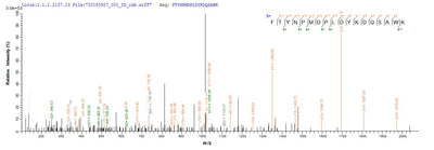 Based on the SEQUEST from database of E.coli host and target protein, the LC-MS/MS Analysis result of this product could indicate that this peptide derived from E.coli-expressed Homo sapiens (Human) CRX.