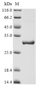 Greater than 90% as determined by SDS-PAGE.
