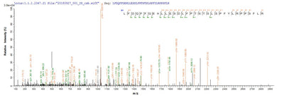 Based on the SEQUEST from database of E.coli host and target protein, the LC-MS/MS Analysis result of this product could indicate that this peptide derived from E.coli-expressed Homo sapiens (Human) CRYAB.Recombinant Human Alpha-Crystallin B Chain (CRYAB) Protein (His-SUMO)