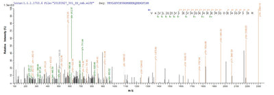 Based on the SEQUEST from database of E.coli host and target protein, the LC-MS/MS Analysis result of this product could indicate that this peptide derived from E.coli-expressed Homo sapiens (Human) CRYAB.Recombinant Human Alpha-Crystallin B Chain (CRYAB) Protein (His-SUMO)