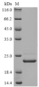 Greater than 85% as determined by SDS-PAGE.