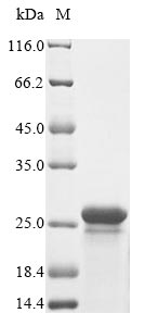 Greater than 85% as determined by SDS-PAGE.