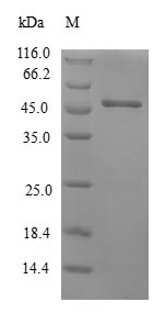 Greater than 90% as determined by SDS-PAGE.