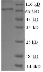 Greater than 90% as determined by SDS-PAGE.