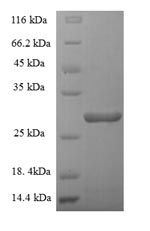 Greater than 90% as determined by SDS-PAGE.