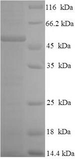 Greater than 90% as determined by SDS-PAGE.