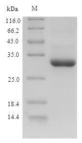 Greater than 90% as determined by SDS-PAGE.