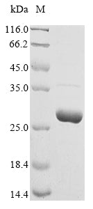 Greater than 85% as determined by SDS-PAGE.