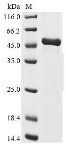 Greater than 85% as determined by SDS-PAGE.