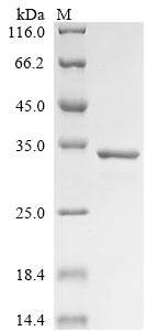 Greater than 90% as determined by SDS-PAGE.Recombinant Bovine Alpha-S1-Casein (CSN1S1) Protein (His&Myc)