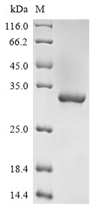 Greater than 95% as determined by SDS-PAGE.Recombinant Human Alpha-S1-Casein (CSN1S1) Protein (His)
