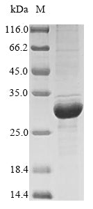 Greater than 85% as determined by SDS-PAGE.