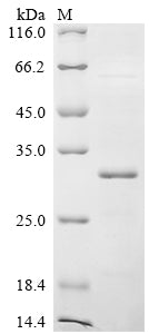 Greater than 85% as determined by SDS-PAGE.Recombinant Bovine Kappa-Casein (CSN3) Protein (His&Myc)