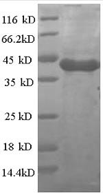 Greater than 90% as determined by SDS-PAGE.