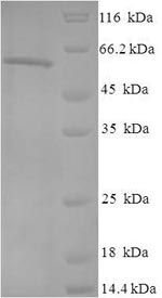 Greater than 90% as determined by SDS-PAGE.
