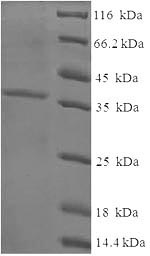 Greater than 90% as determined by SDS-PAGE.