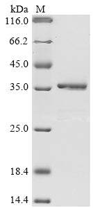 Greater than 85% as determined by SDS-PAGE.Recombinant Human Cystatin-A (CSTA) Protein (GST)