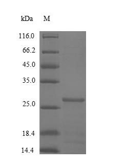 Greater than 85% as determined by SDS-PAGE.Recombinant Human Cystatin-B (CSTB) Protein (His-SUMO)