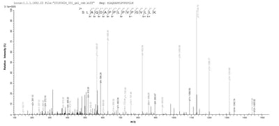 Based on the SEQUEST from database of E.coli host and target protein, the LC-MS/MS Analysis result of this product could indicate that this peptide derived from E.coli-expressed Homo sapiens (Human) CTAG1A.Recombinant Human Cancer/Testis Antigen 1 (CTAG1A) Protein (His)