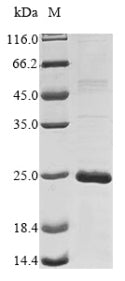 Greater than 85% as determined by SDS-PAGE.Recombinant Human Cancer/Testis Antigen 1 (CTAG1A) Protein (His)