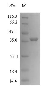 Greater than 90% as determined by SDS-PAGE.