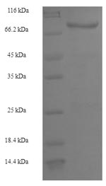 Greater than 90% as determined by SDS-PAGE.
