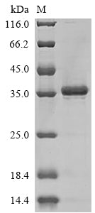Greater than 90% as determined by SDS-PAGE.