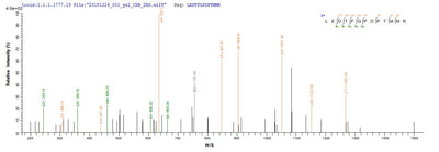 Based on the SEQUEST from database of E.coli host and target protein, the LC-MS/MS Analysis result of this product could indicate that this peptide derived from E.coli-expressed Mus musculus (Mouse) Ctgf.
