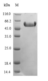 Greater than 90% as determined by SDS-PAGE.Recombinant Mouse Ccn Family Member 2 (CCN2) Protein (GST)