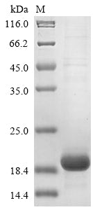 Greater than 85% as determined by SDS-PAGE.