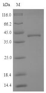 Greater than 90% as determined by SDS-PAGE.Recombinant Dog Cathepsin K (CTSK) Protein (His-SUMO)