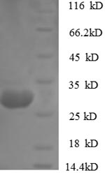 Greater than 90% as determined by SDS-PAGE.