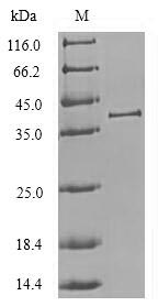 Greater than 90% as determined by SDS-PAGE.