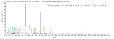 Based on the SEQUEST from database of E.coli host and target protein, the LC-MS/MS Analysis result of this product could indicate that this peptide derived from E.coli-expressed Mus musculus (Mouse) Ctsl.Recombinant Mouse Cathepsin L1 (CTSL) Protein (His&Myc)