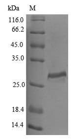 Greater than 85% as determined by SDS-PAGE.