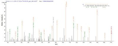 Based on the SEQUEST from database of E.coli host and target protein, the LC-MS/MS Analysis result of this product could indicate that this peptide derived from E.coli-expressed Mus musculus (Mouse) ctss.Recombinant Mouse Cathepsin S (CTSS) Protein (His)