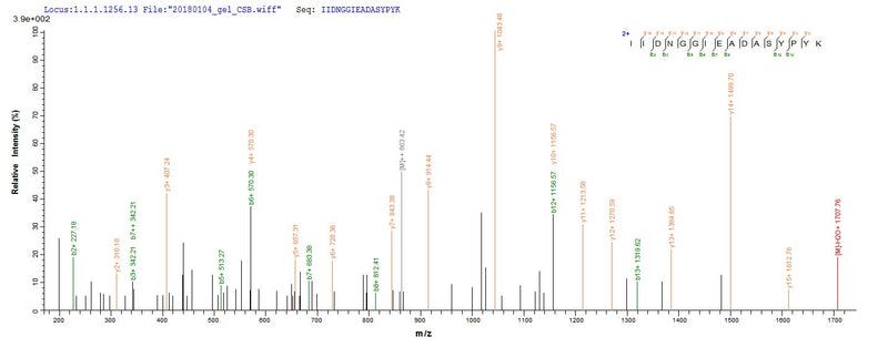 Based on the SEQUEST from database of E.coli host and target protein, the LC-MS/MS Analysis result of this product could indicate that this peptide derived from E.coli-expressed Mus musculus (Mouse) ctss.Recombinant Mouse Cathepsin S (CTSS) Protein (His)