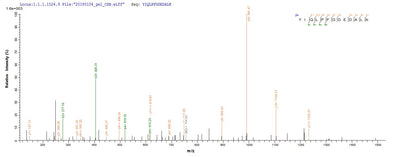 Based on the SEQUEST from database of E.coli host and target protein, the LC-MS/MS Analysis result of this product could indicate that this peptide derived from E.coli-expressed Mus musculus (Mouse) ctss.Recombinant Mouse Cathepsin S (CTSS) Protein (His)