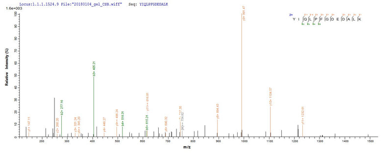 Based on the SEQUEST from database of E.coli host and target protein, the LC-MS/MS Analysis result of this product could indicate that this peptide derived from E.coli-expressed Mus musculus (Mouse) ctss.Recombinant Mouse Cathepsin S (CTSS) Protein (His)