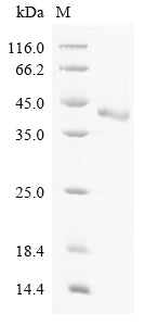 Greater than 90% as determined by SDS-PAGE.Recombinant Rat Cathepsin Z (CTSZ) Protein (His-SUMO)