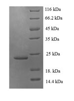 Greater than 90% as determined by SDS-PAGE.Recombinant Human Fractalkine (CX3CL1) Protein (His-SUMO)