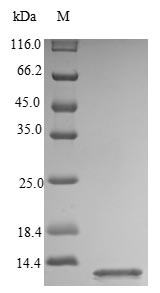 Greater than 90% as determined by SDS-PAGE.